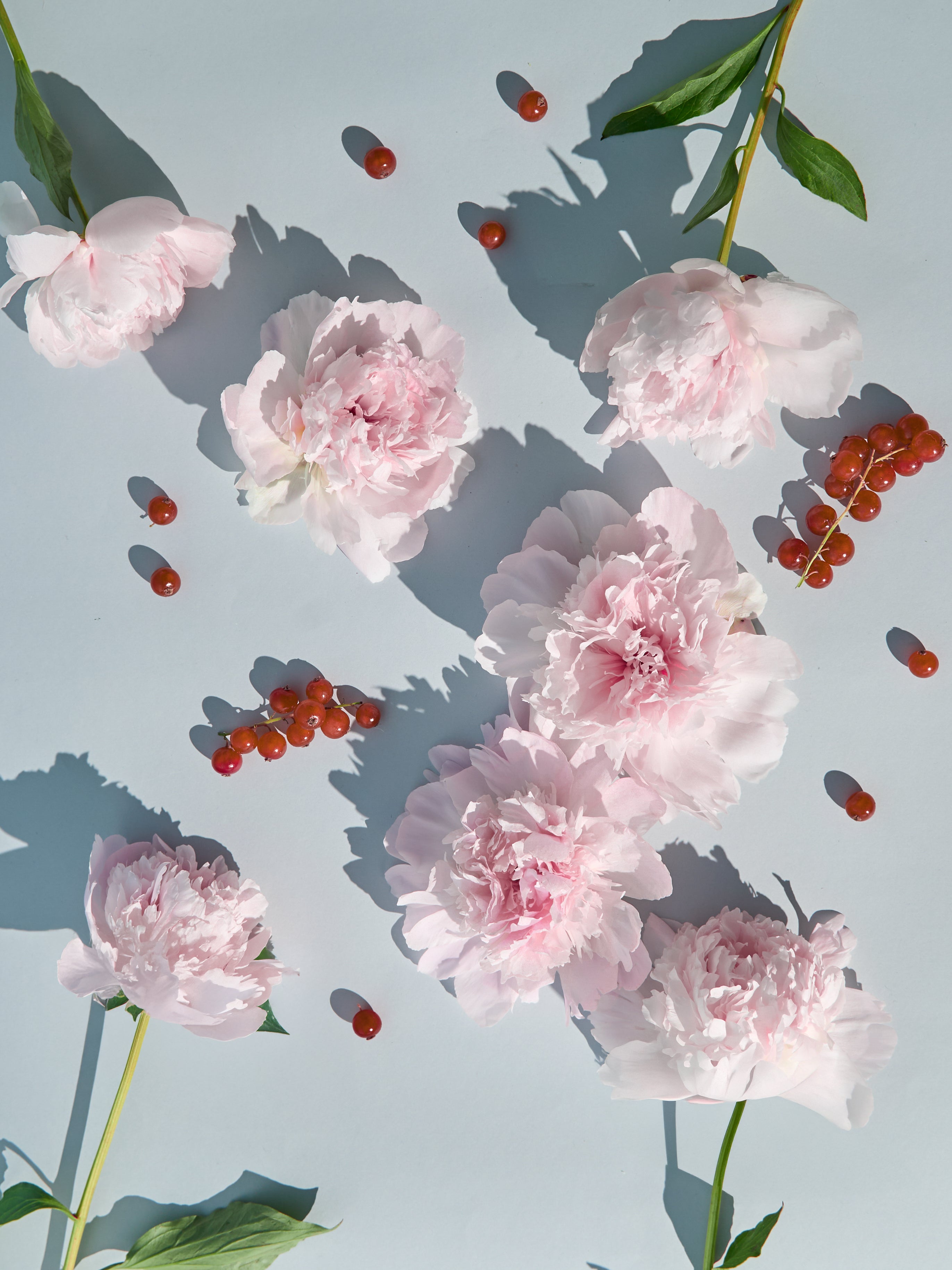 Fresh Cut Peony Fragrance Oil