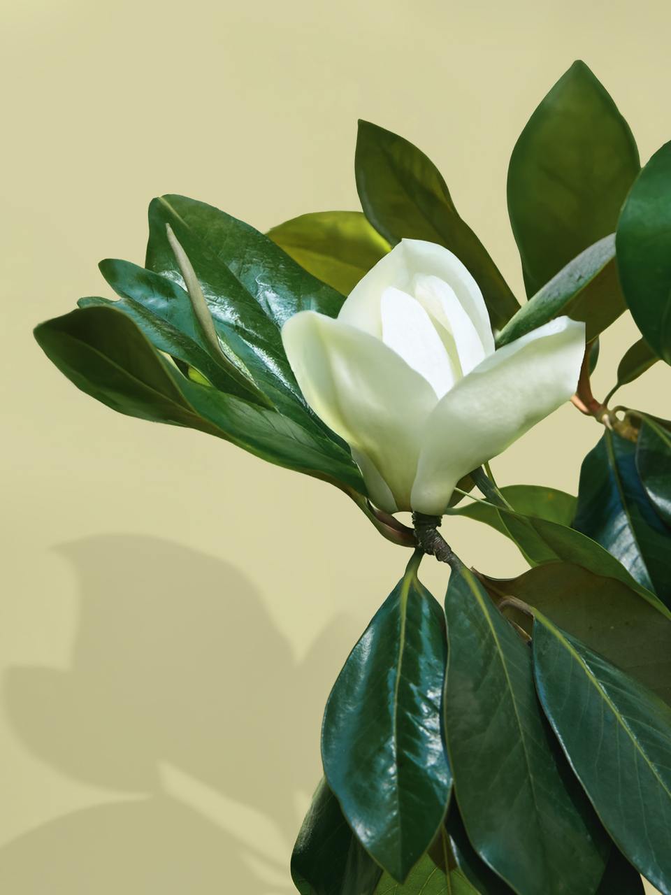 Duftöl Magnolie & Pfirsichblüte