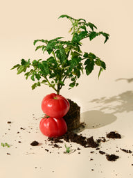 Hoja de Tomate