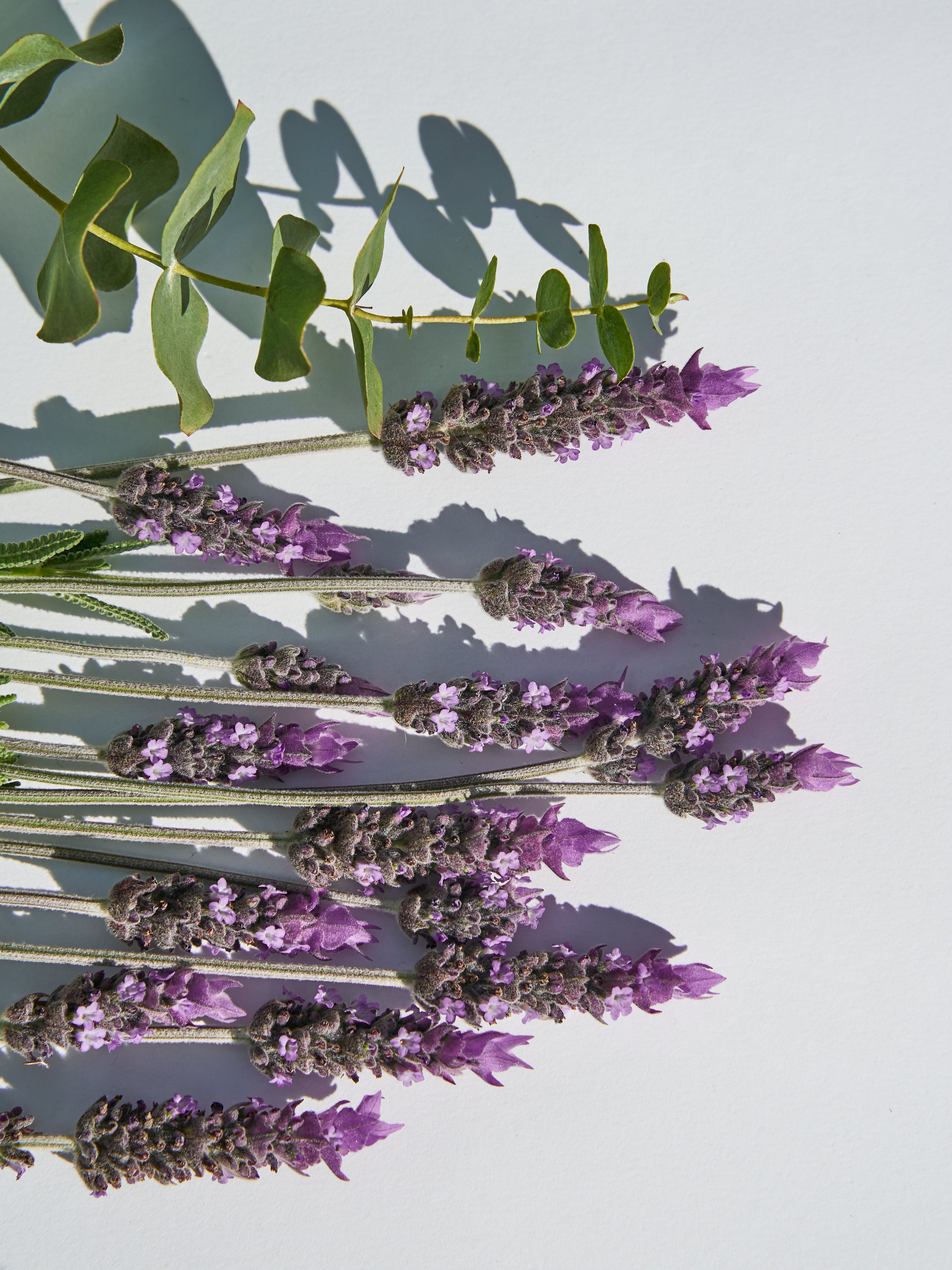 Lavender & Peppermint Fragrance Oil