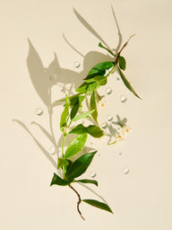 Duftöl Jasmin Pur