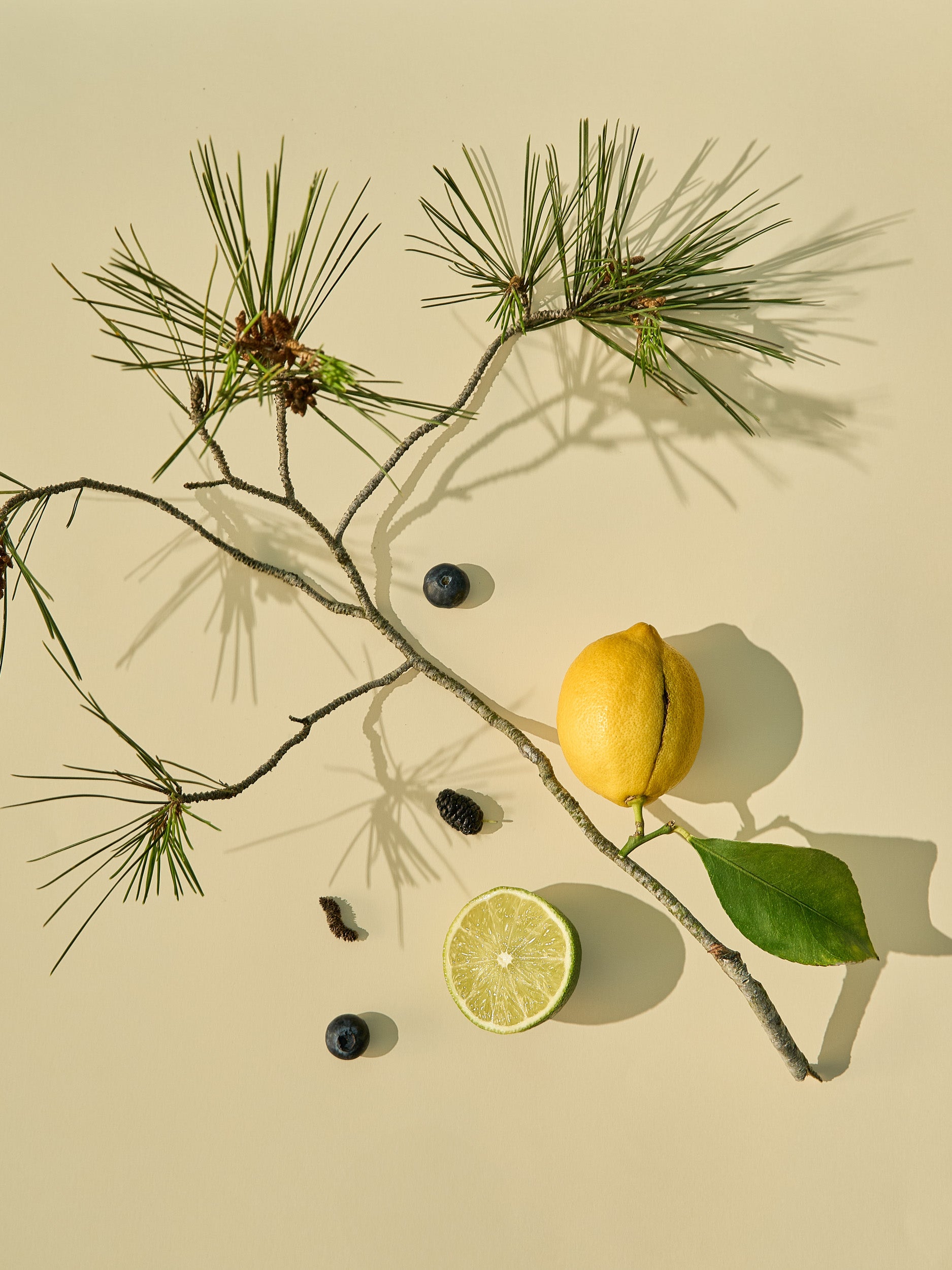 Siberian Cedar & Bergamot Fragrance Oil