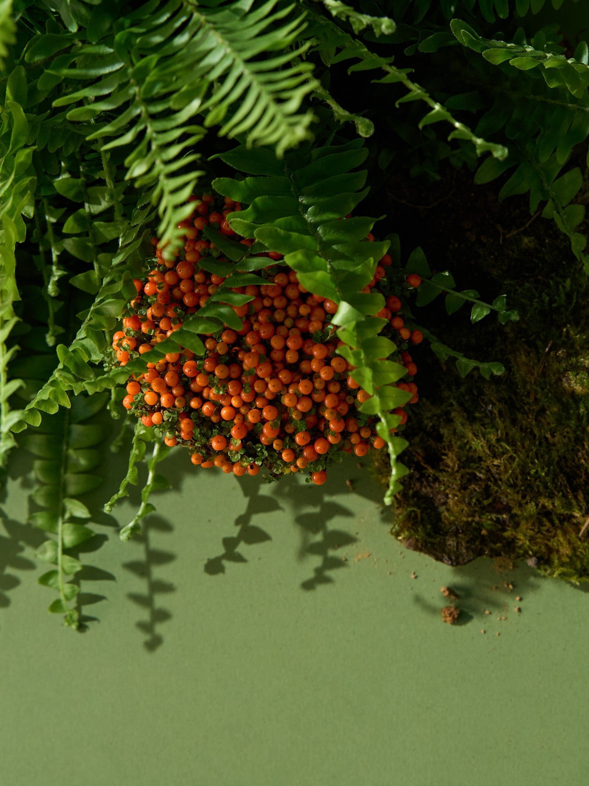Wild Fern & Moss Fragrance Oil