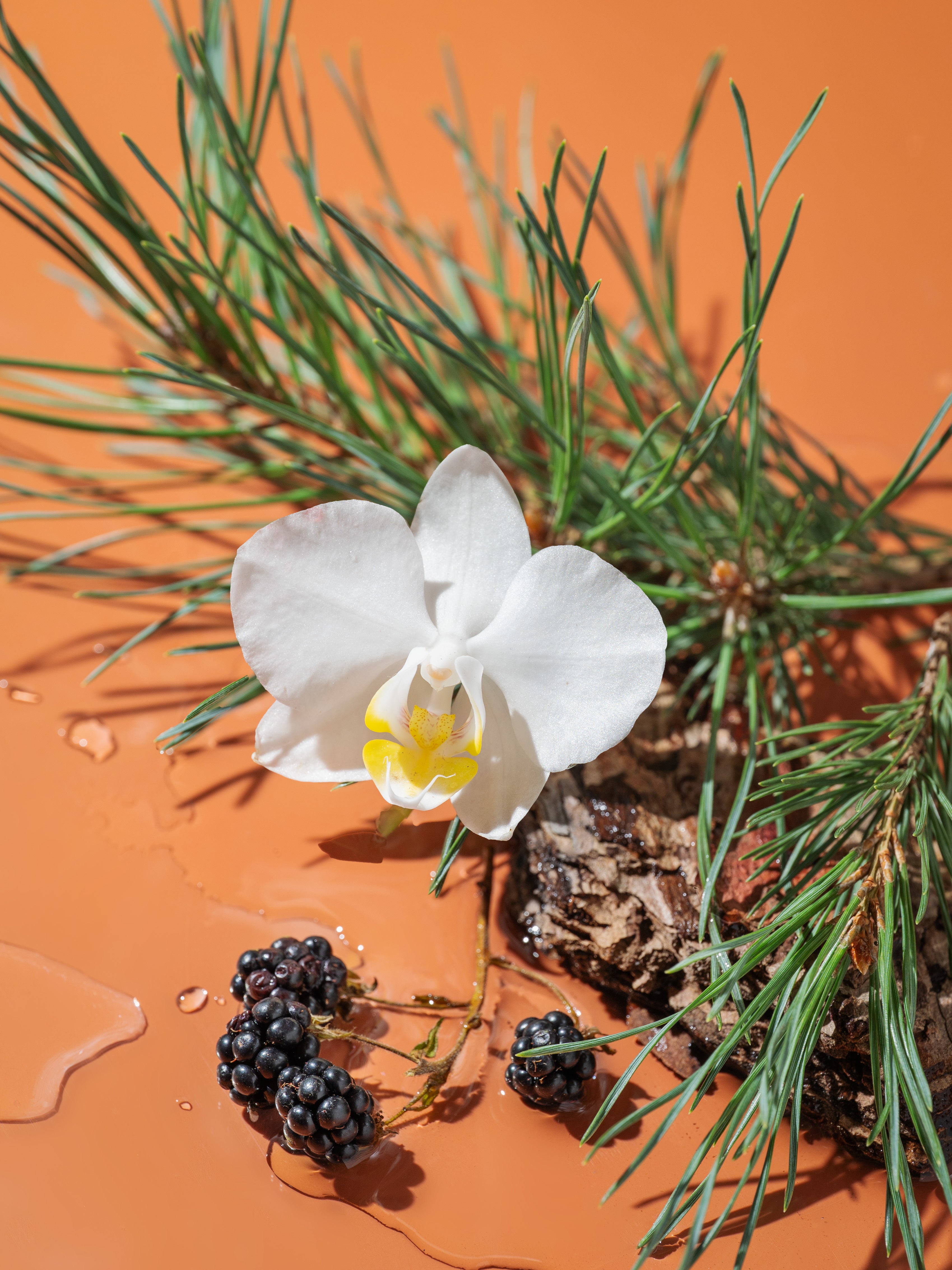Winter Pines & Velvet Petals Fragrance Oil