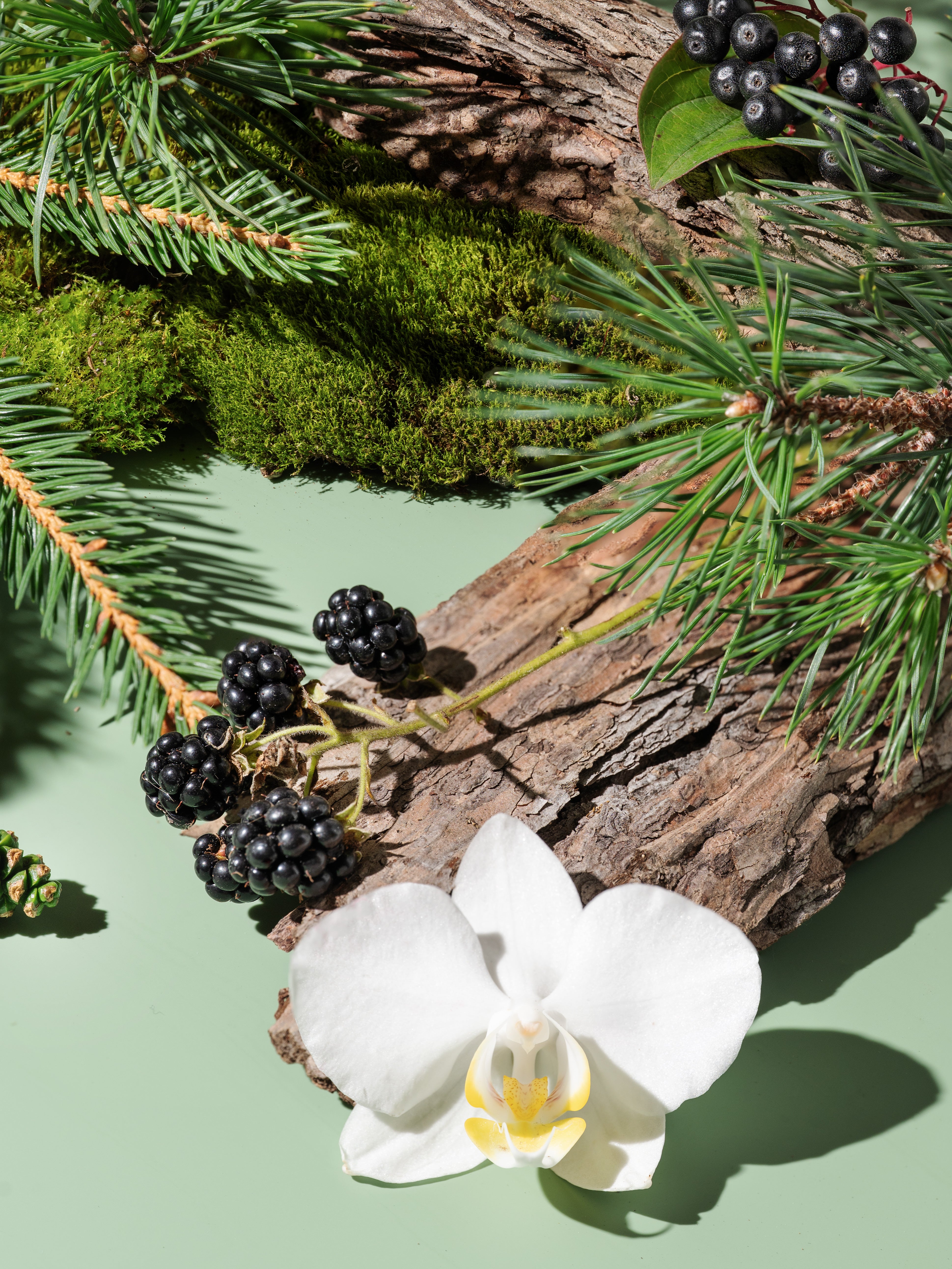 Winter Pines & Velvet Petals Fragrance Oil