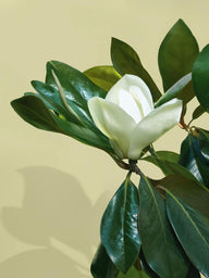Magnolia & Peach Blossom Fragrance Oil
