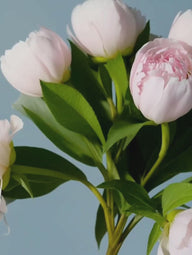 Fresh Cut Peony Fragrance Oil